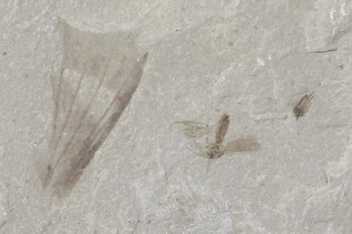 Fossil Crane Fly (Tipulidae) - Green River Formation, Utah #109113